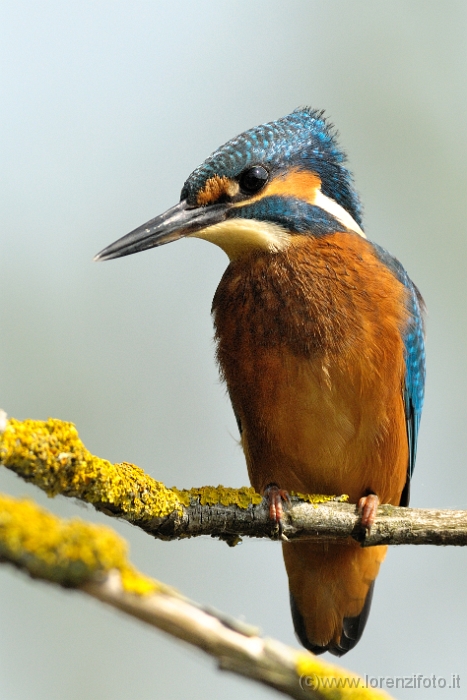4723 Alcedo atthis (Martin pescatore, maschio).jpg
